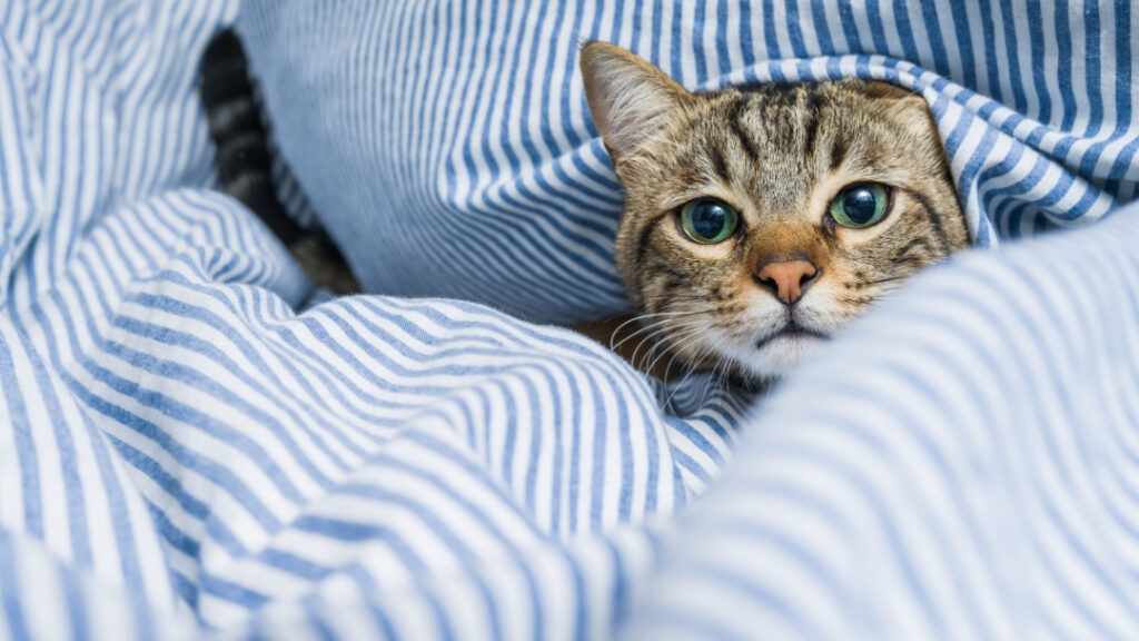 Мисията на една котка